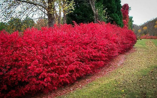 Burning Bush Cuttings Set of 12 Unrooted 6-8 Inches - Euonymus alatus - Ideal for Hedges and Landscaping