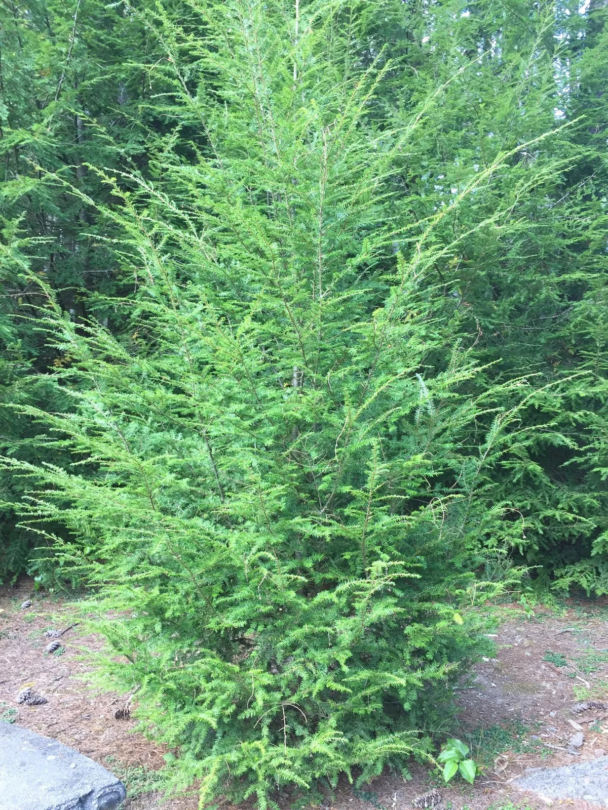 Eastern Hemlock Tree - 24-36" Bare Root Transplant - Tsuga canadensis - Healthy, Ready for Planting