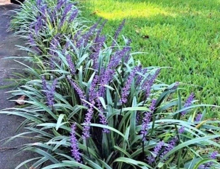 Monkey Grass Bare Root Plants, Big Blue Clumping Variety, Lirope Spicata, 60 Count - Ideal Ground Cover for Sun or Shade