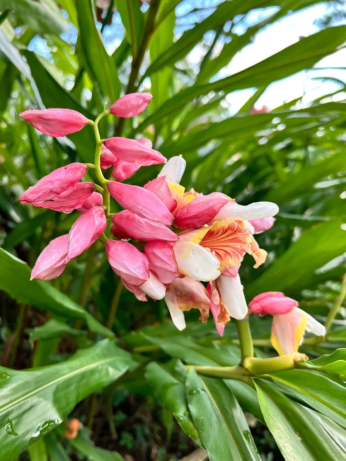 Pink Perfection Shell Ginger Rhizomes - 2 Pack, Alpinia hainanensis, Easy to Grow Tropical Plant, Ideal for Partial Shade