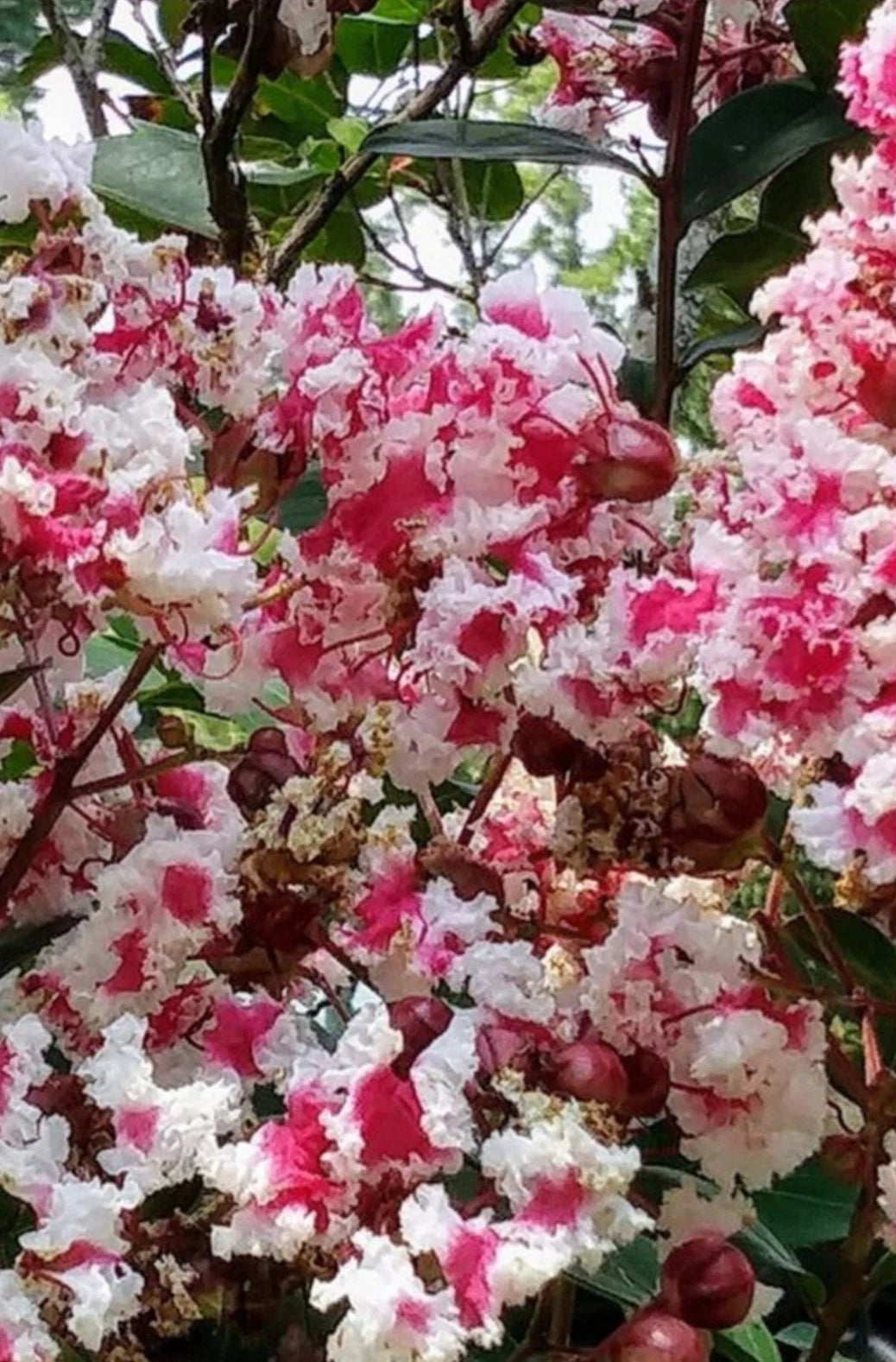 Fresh Cuttings Crape Myrtle Queens Lace Rare Variegated Dark Pink & White Lagerstroemia indica - Drought Tolerant Outdoor Plant