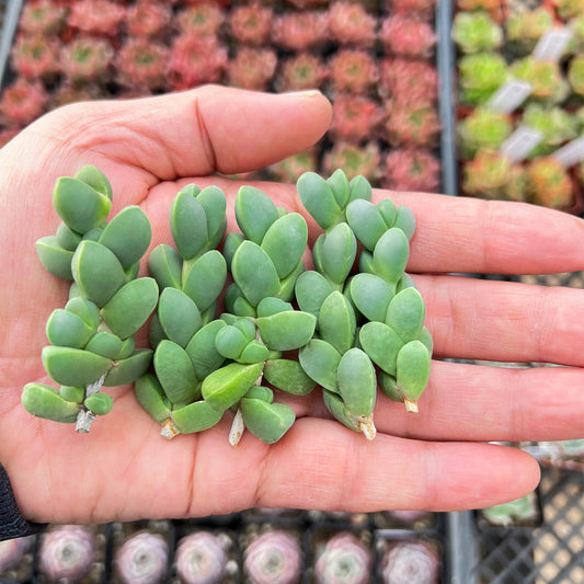 5 Fresh Succulent Cuttings - Corpuscularia Lehmannii Ice Plant - Astridia Velutina - Healthy Grey 3-Angled Leaves
