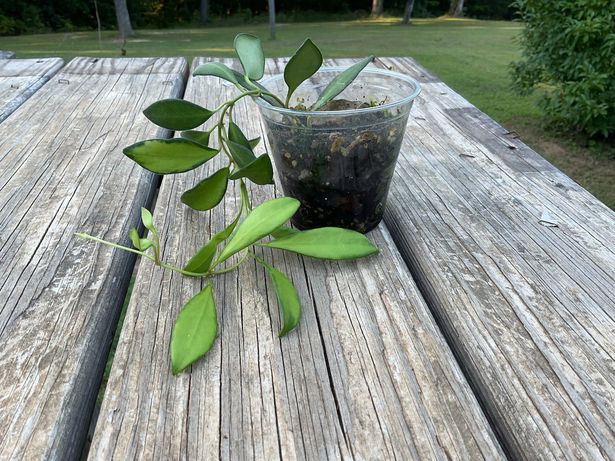 Hoya Burtoniae Variegated Plant in 3” Pot - Hoya Burtoniae Variegata for Sale