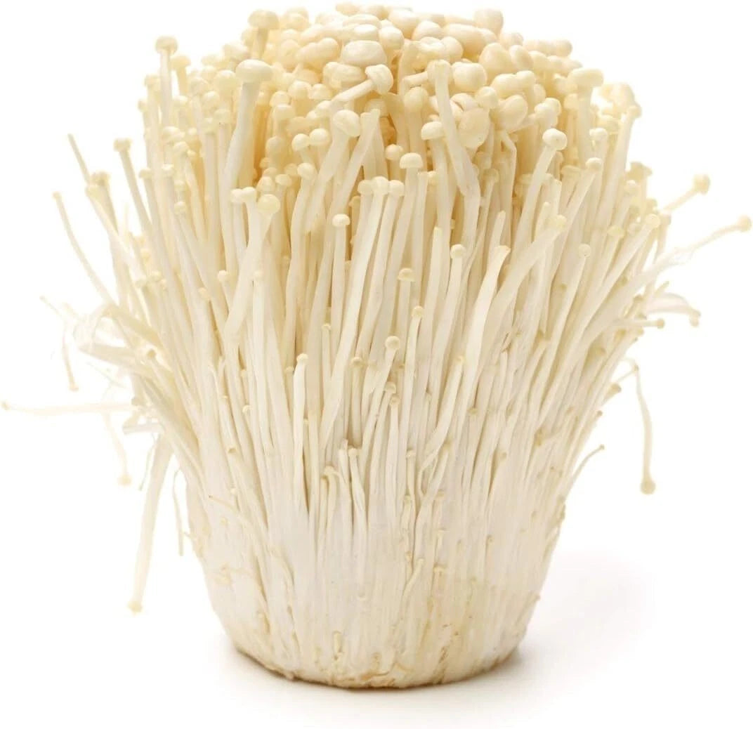 Enoki Mushroom Spawn Mycelium 5 Gal - Gourmet & Medicinal (Flammulina velutipes) - Winter Cultivation, Easy to Grow