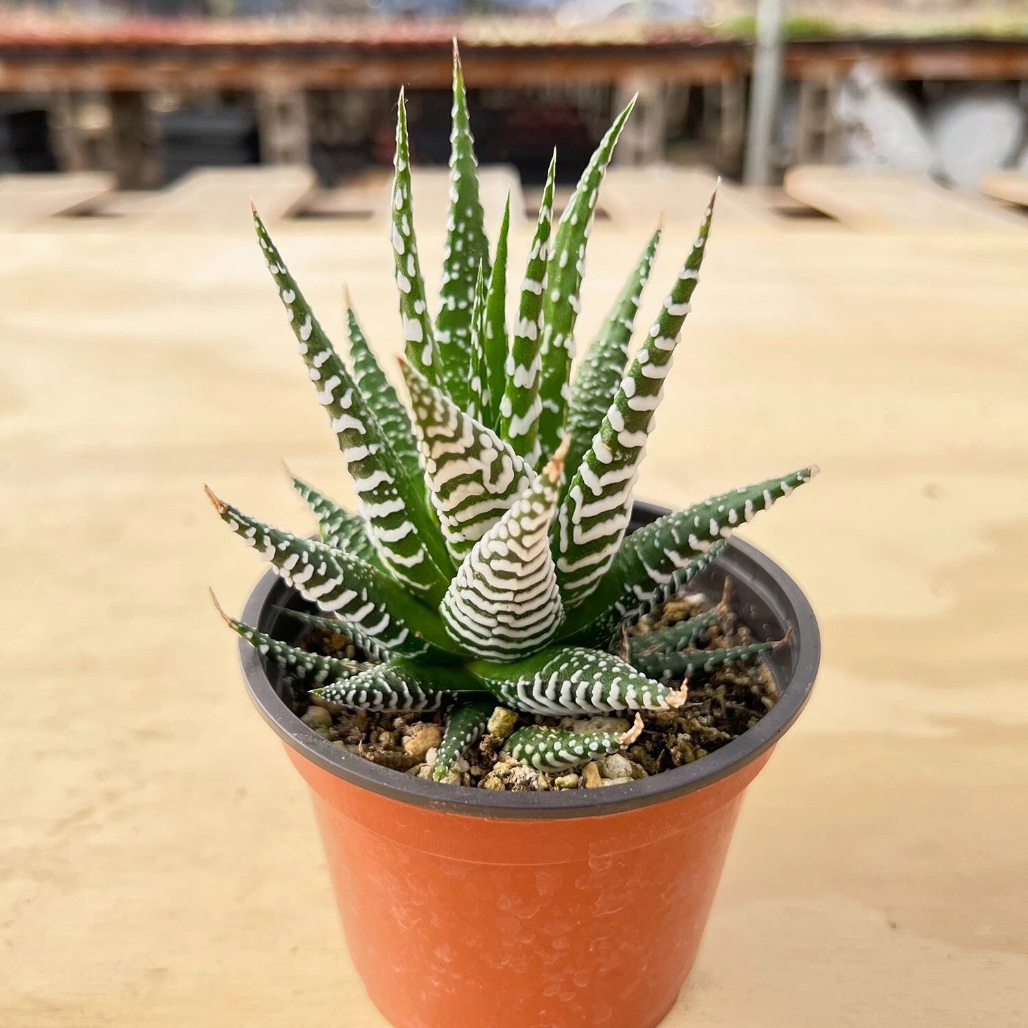 Live Haworthia fasciata 'Big Band' Succulent Plant in 4'' Pot | Green Rosette with White Bumps | Haworthiopsis fasciata