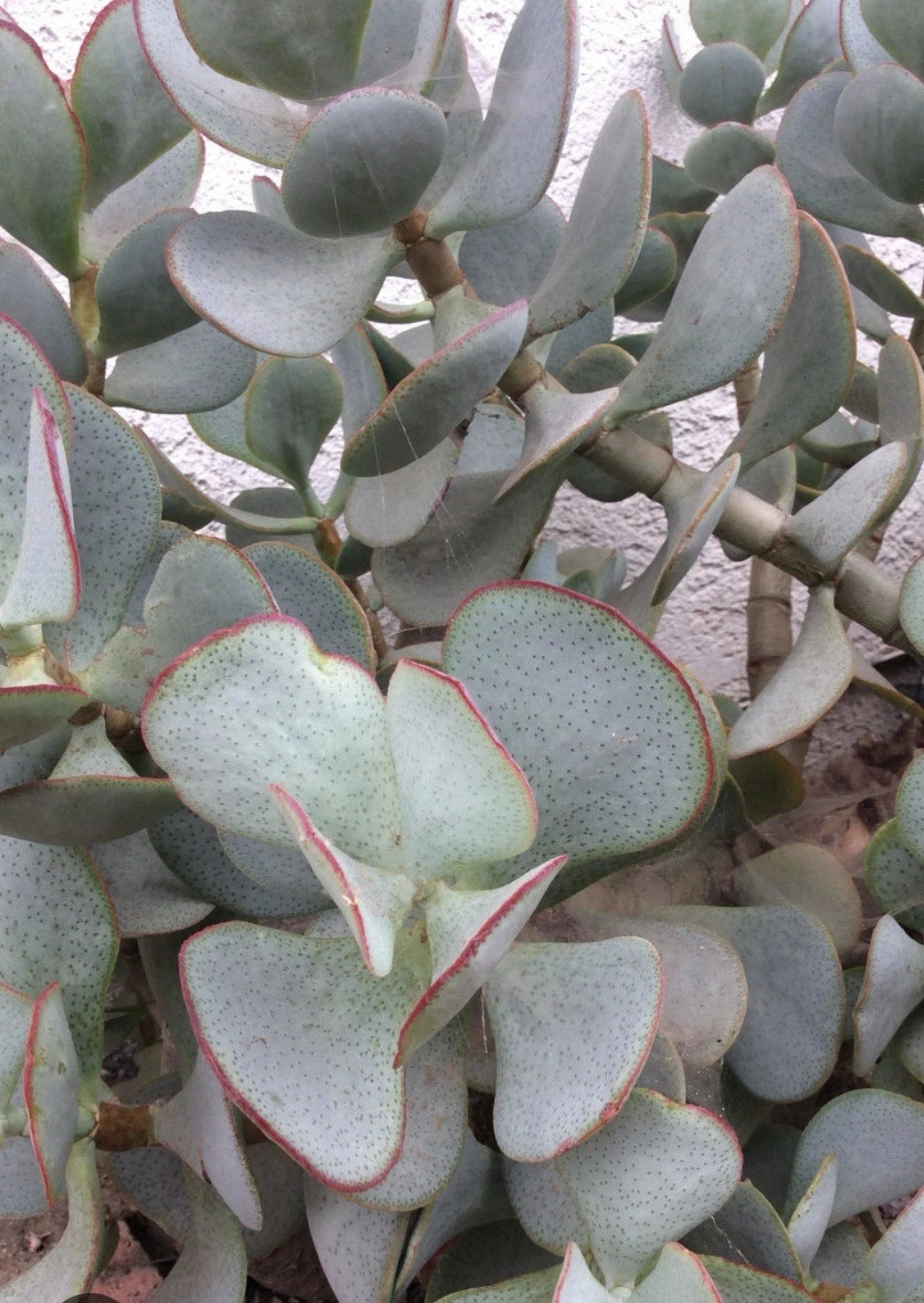 Succulent Cuttings 3-Pack Crassula Arborescens Silver Dollar No Roots - Easy to Grow Cactus & Succulent Mix