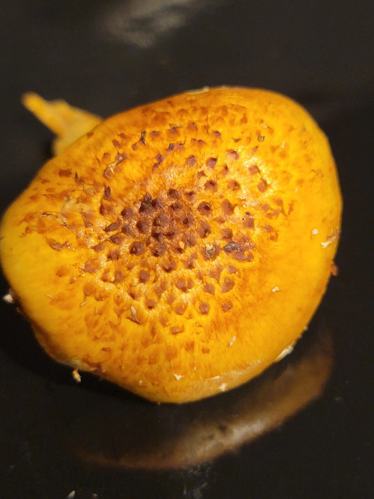 Chestnut Mushroom Liquid Culture 10+ ml, Sweet Snappy Nutty Flavor, Pholiota adiposa - Rare Gourmet Ingredient for Cultivation