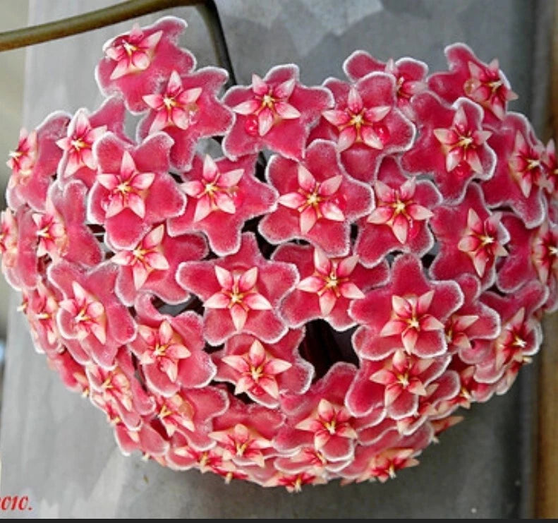Hoya Pubicalyx Pink Silver Rooted Plant in 3" Pot - Live Houseplant (Hoya pubicalyx) for Indoor Decor