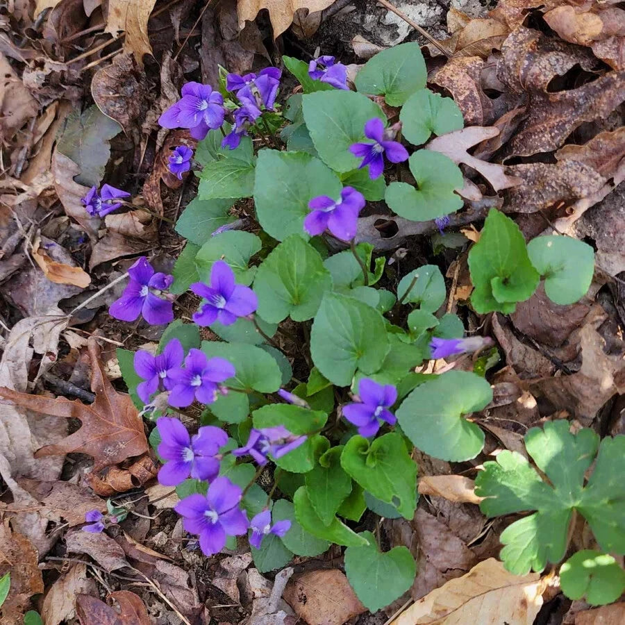 Blue Garden Violet Bare-root Bulbs - Viola rotundifolia - Common Meadow Violet for Gardens, Edible Flowers, and Medicinal Use