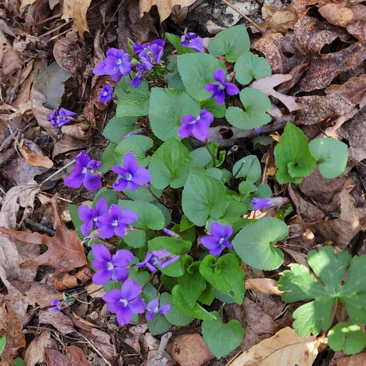 Blue Garden Violet Bare-root Bulbs - Viola rotundifolia - Common Meadow Violet for Gardens, Edible Flowers, and Medicinal Use
