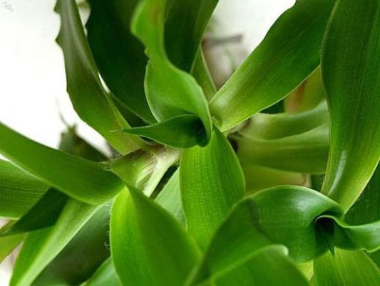 Callisia fragrans Cuttings - "Family Doctor" Wandering Jew - Easy Care Basket Chain Plant - Air Purifier - 2 Offshoots