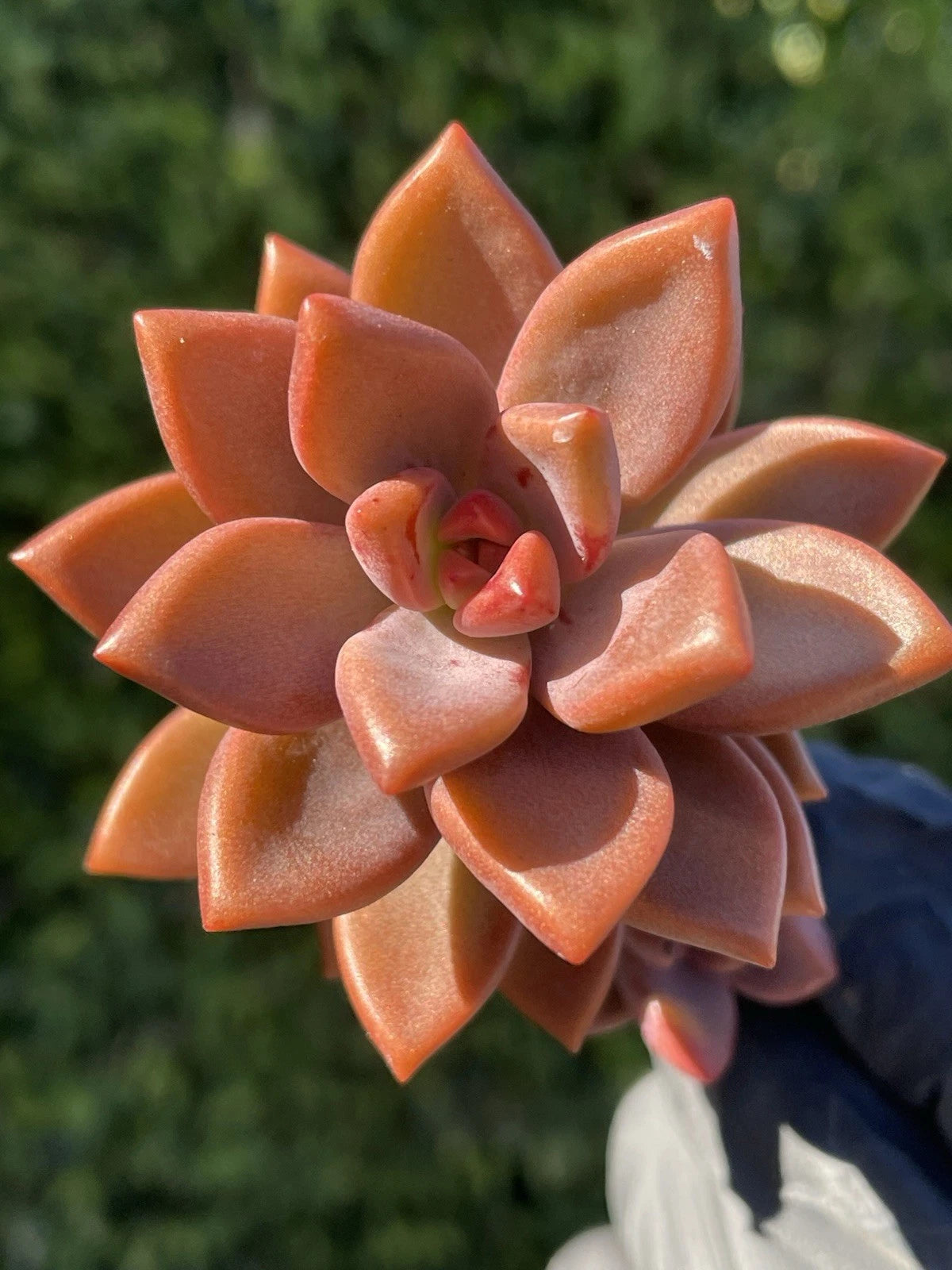 Rare Succulent Graptosedum Alpenglow Bronze 2-Inch Live Plant - Graptosedum Vera Higgins - Home Decor - Bare Root