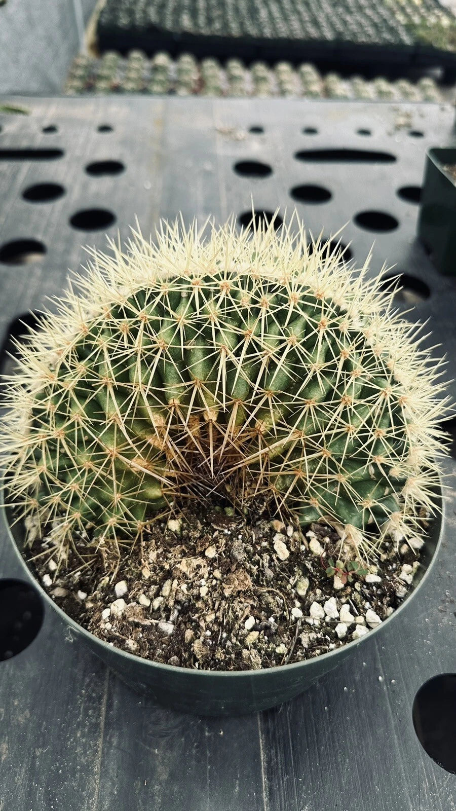 Crested Golden Barrel Cactus 8" Pot Echinocactus grusonii Cristata Rare Collectible Plant