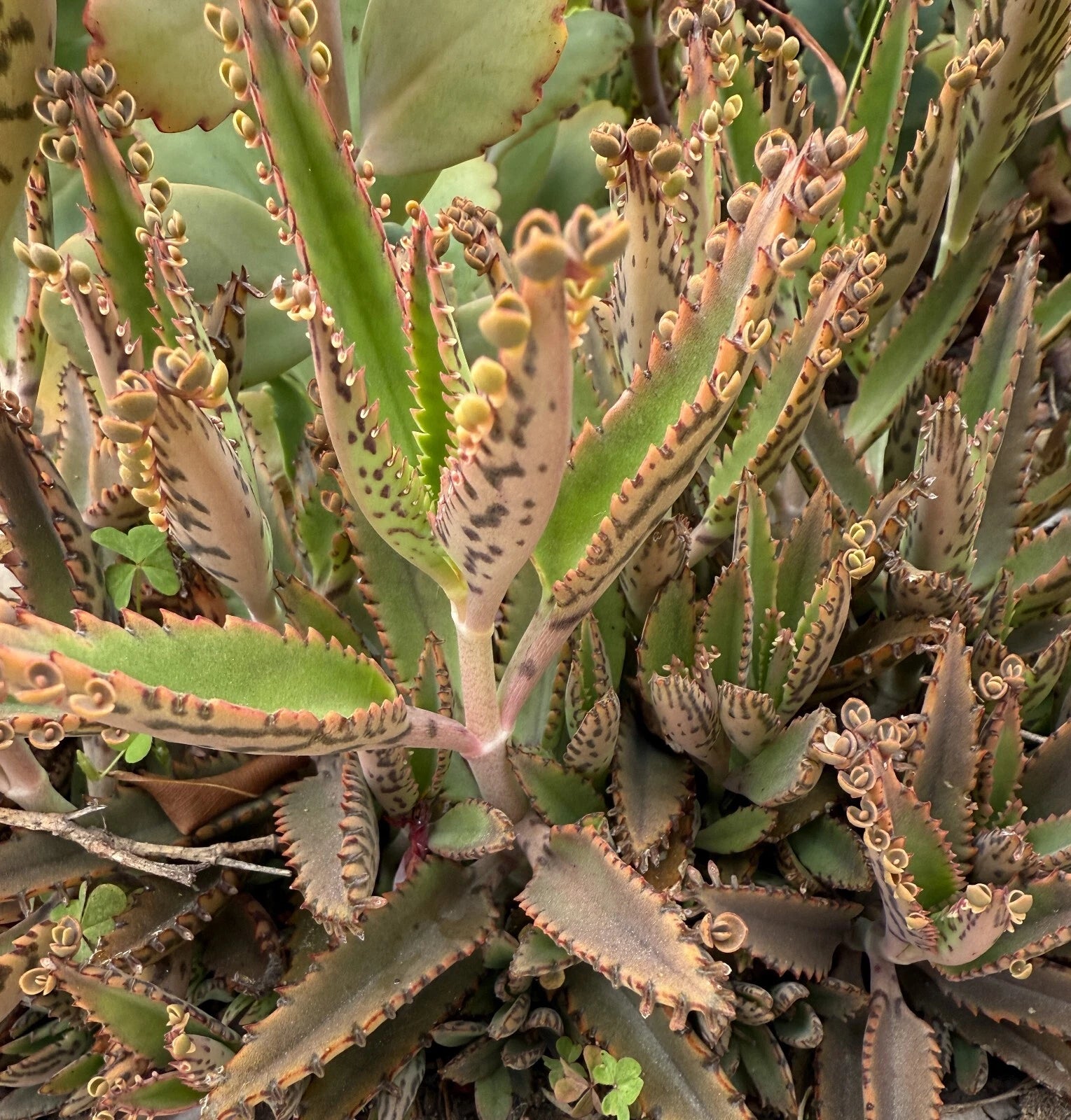 Mother of Thousands Succulent Plant 3-5” Kalanchoe daigremontiana Pink Flowers Bare Root Easy Care