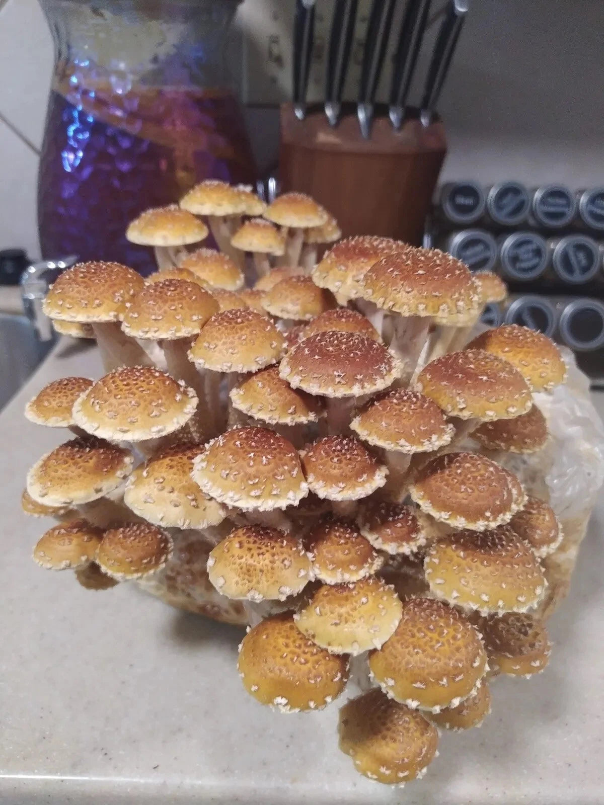 Chestnut Mushroom Liquid Culture 3mL - Pholiota adiposa - Gourmet Mushroom Growing Kit for Home Cultivation