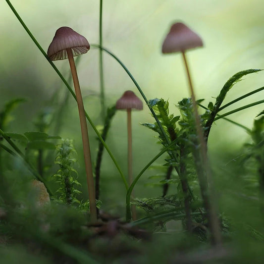 Bleeding Bonnet Mushroom Liquid Culture Syringe 12cc Mycena sanguinolenta Unique Fungal Cultivation Mycology