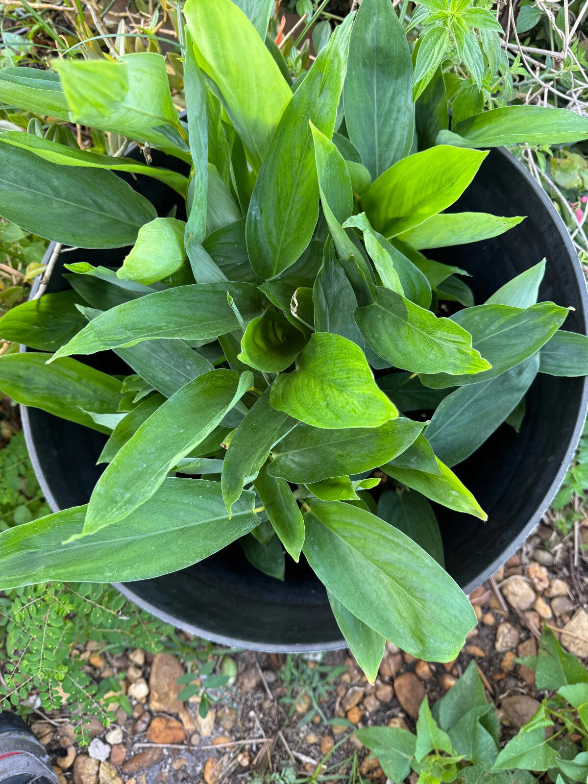 Arrowroot Live Plants - 2 in 4" Pot, C? Bình Tinh, C? Dong Tr?ng - Maranta Arundinacea, Organic Edible Roots
