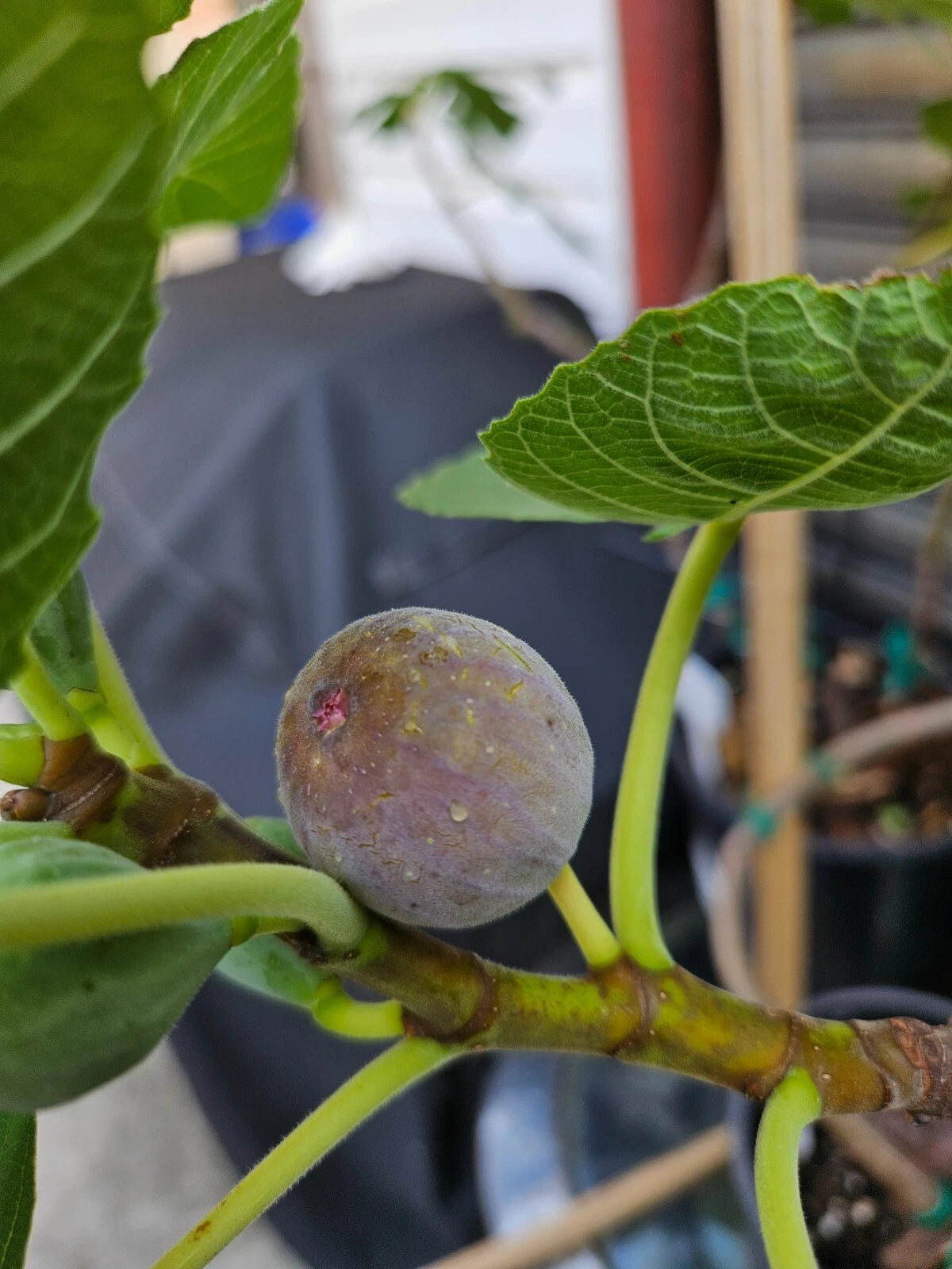 Smith Fig Cuttings - 2 Pack - Green/Blue Variety - Ficus carica - Includes Free Willow Twig for Rooting Hormone