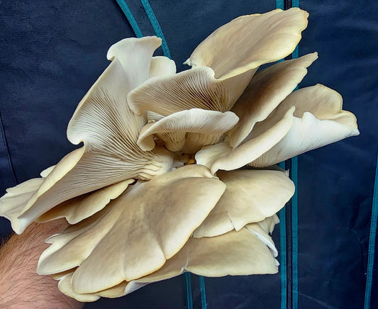 Turtle Pond Oyster Mushroom Liquid Culture Syringe 10-12ml – Pleurotus ostreatus – Fast Colonization, Excellent Flavor