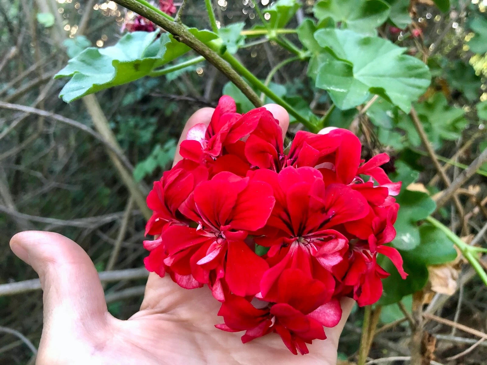 Vivid Red Pelargonium Peltatum Ivy Geranium Starter Cuttings - Easy to Grow Live Plant for Patio and Garden Decor
