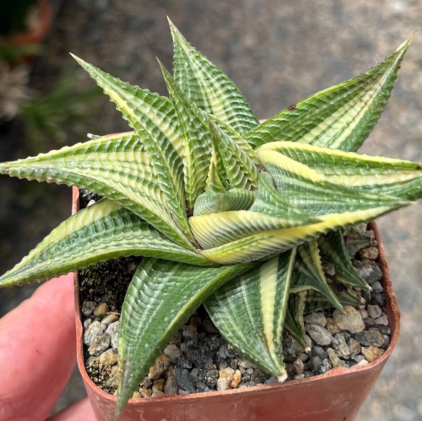 Haworthia Limifolia Variegated Succulent Cactus Plant - 3.5" Bare Root Haworthia Plant