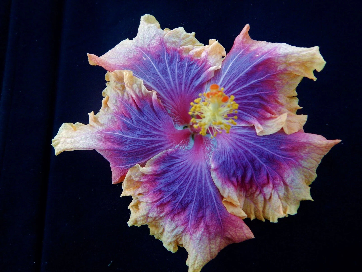 Tropical Hibiscus Starter Plant - Small Rooted Variety - Hibiscus rosa-sinensis - Ships Bare Root, Exotic Flowering Plant