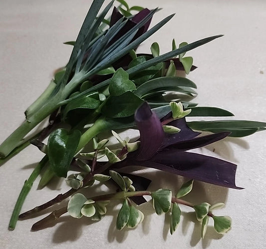 12 PC Live Plant Cuttings Assorted Lot - 6 Varieties for Rooting - Fast Growing Evergreen Plants
