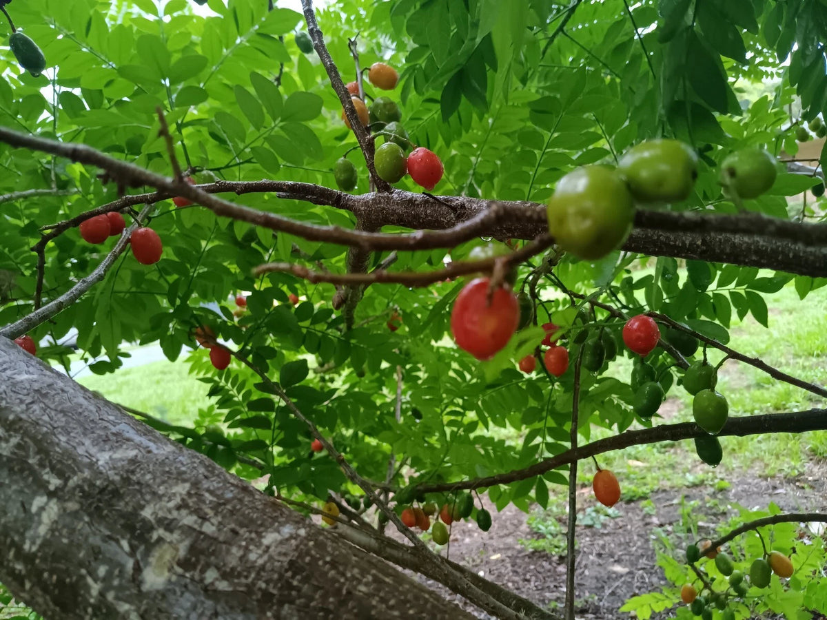 Hog Plum Cuttings - 3 Fresh Unrooted Cuttings - Ciruela Spanish Plum - Spondias Purpurea - Approximately 10 Inches Long