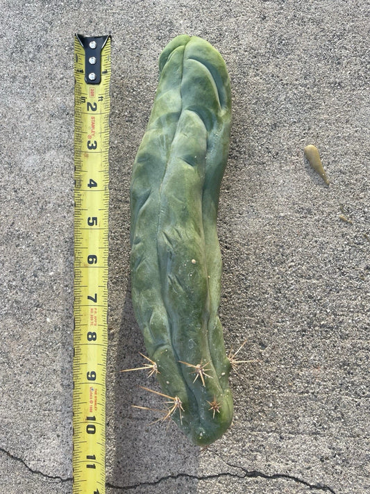 Bruce's Dragon Cactus Cutting - Bruce's Dragon Clone Tip Cutting - Unique Succulent (Selenicereus anthonyanus)