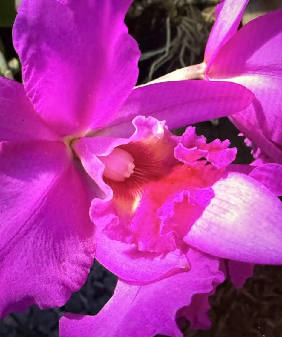 Orchid Seedling Bare Root Ronald Canyon Koko Head - Exotic Plant from Certified Growers - Aloha from Las Vegas, NV