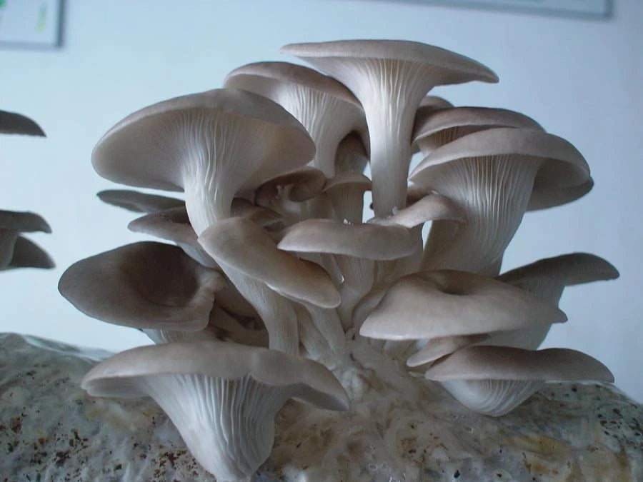 Grey Oyster Mushroom Liquid Culture Syringe 10cc - Pleurotus ostreatus - Edible Medicinal Mycelium for Mushroom Cultivation