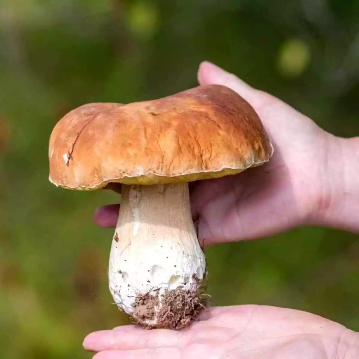 Porcini Mushroom Grow Kit - True King Bolete Spores in Sawdust Bag - Edible Fungi Garden Starter Kit (Boletus edulis)