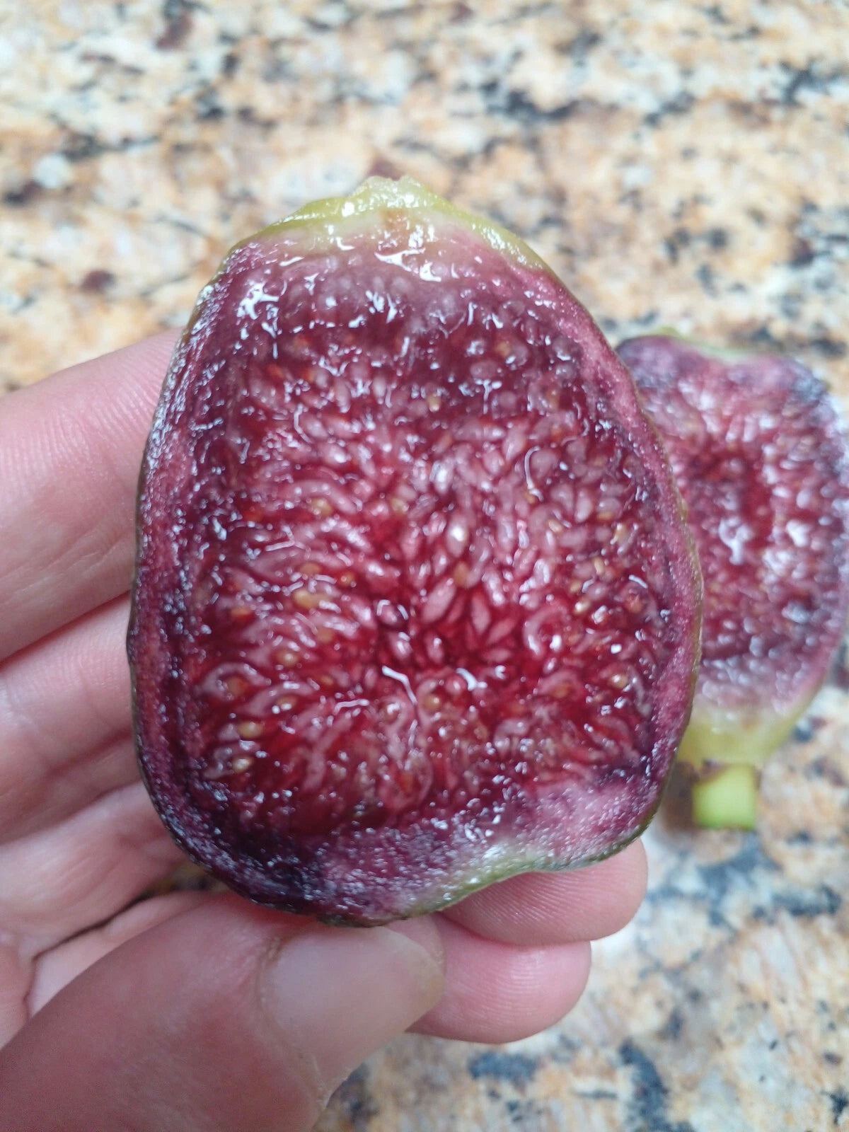 Ponte Tresa Fig Tree Cuttings - 2 Rooting Cuttings - Sweet Swiss Fig, Green with Dark Red Interior - Ficus carica