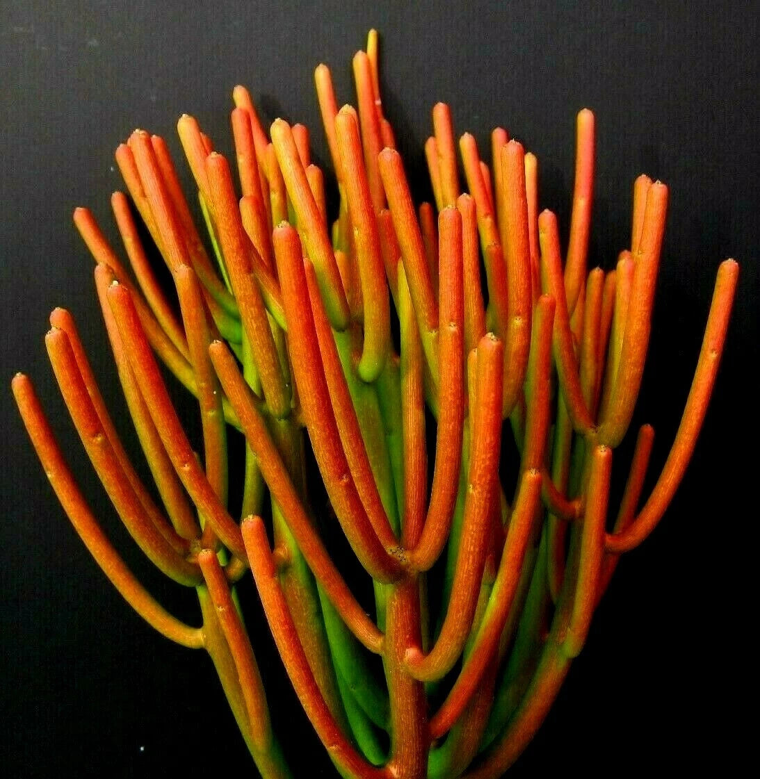 Firesticks Succulent Cuttings - 5 Fresh Euphorbia Tirucalli Pencil Cactus - Hardy Orange Plant for Easy Growing and Fire Protection