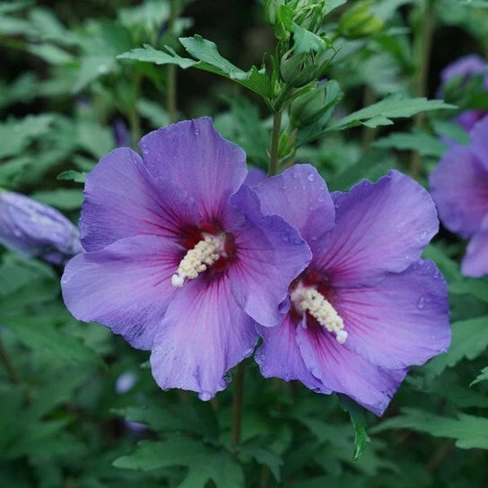 Rose of Sharon Plants - 2 Bare Root Live Shrubs - Pink & Blue Flowers - Hibiscus syriacus - Drought & Deer Resistant