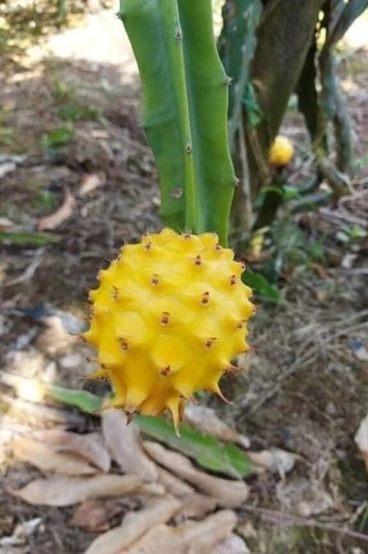 Yellow Dragon Fruit Cutting 8-12 Inches Palora Variety - Fresh Plant Cutting of Hylocereus megalanthus