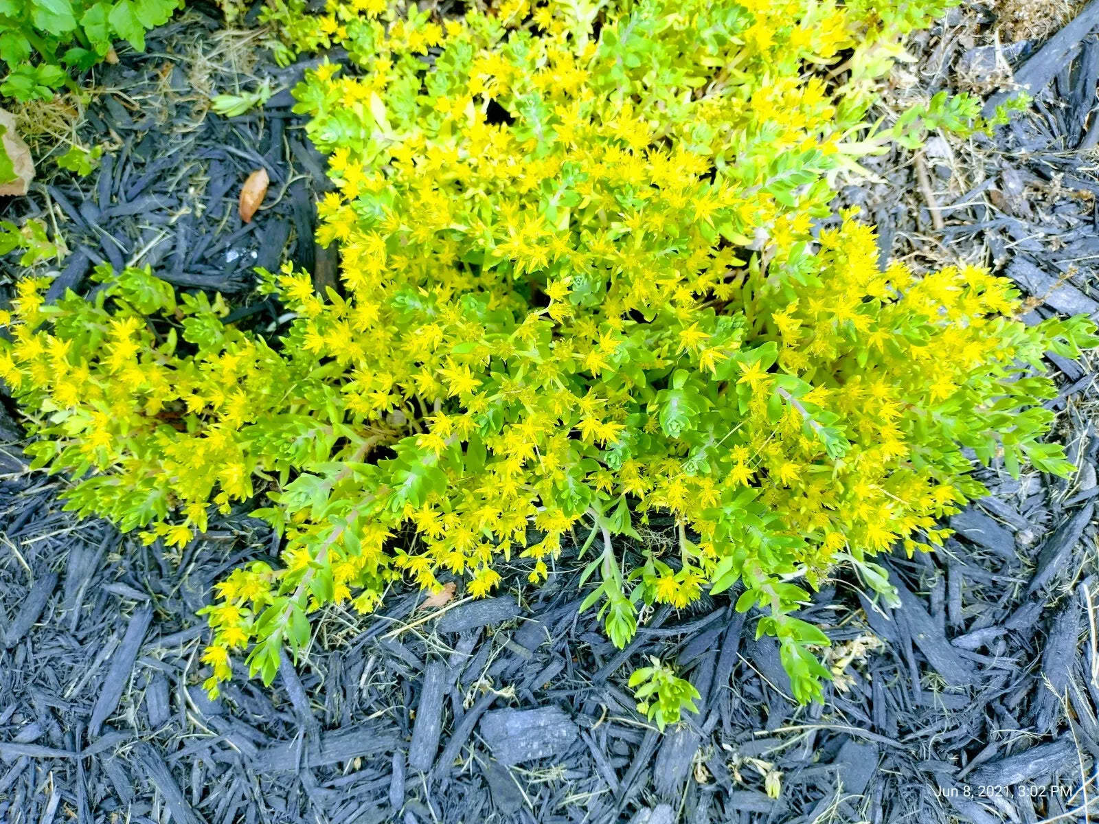 Creeping Sedum Plants 25 Cuttings Ground Cover Perennial Yellow Green Foliage (Sedum spp.)