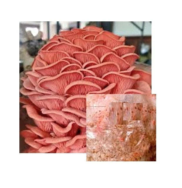 Pink Oyster Mushroom Mycelium Grain Spawn 1LB - Pleurotus djamor - Bay Hydro Liquid Culture for Home Cultivation