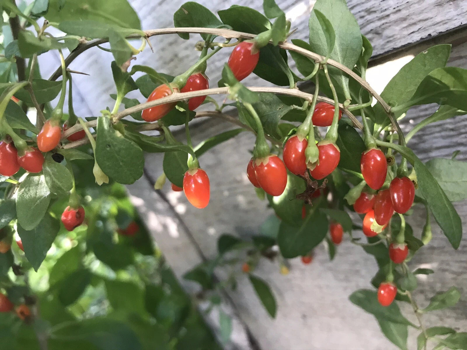 Goji Berry Plant - 3 Bare Roots - Ready to Plant - Lycium barbarum