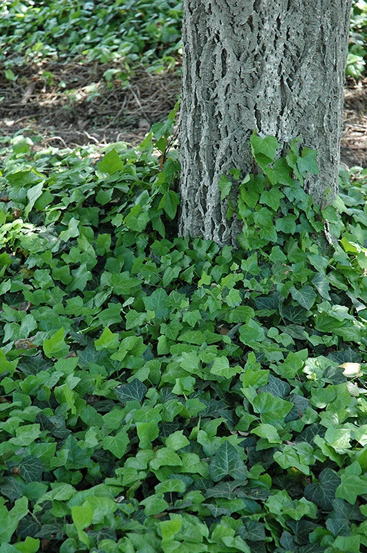 Baltic Ivy Sub Zero Cuttings - Rooted Climbing Vine Ground Cover (Hedera helix var. baltica) - Hardy Evergreen Plant