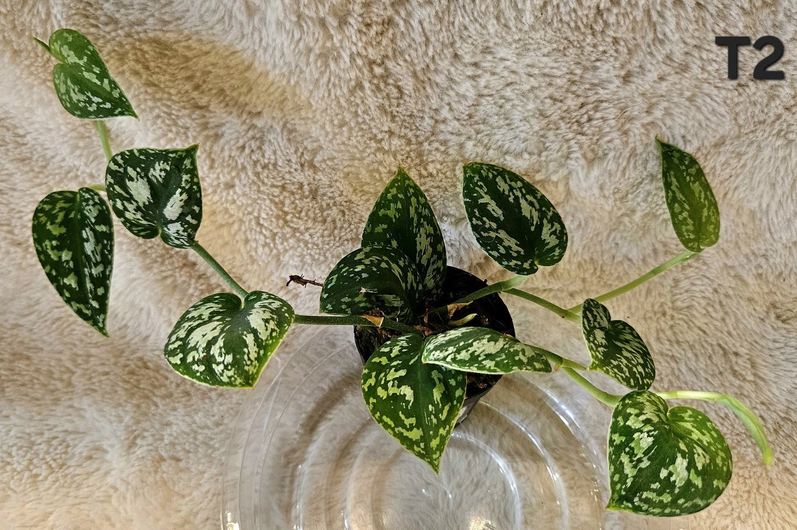 Scindapsus Tricolor Plant in 2.5" Pot - Well Rooted Established Indoor Houseplant - Scindapsus aureus