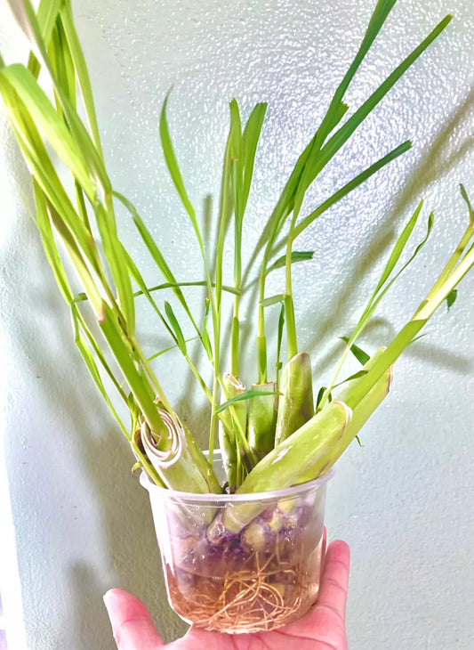 8 Stalks Fresh Organic Lemongrass stalks
