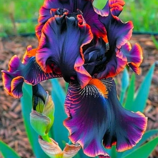 35 Black Bearded Iris Flower Seeds – Rare Purple-Orange Variegated Blooms – Iris germanica – Perennial Garden Planting