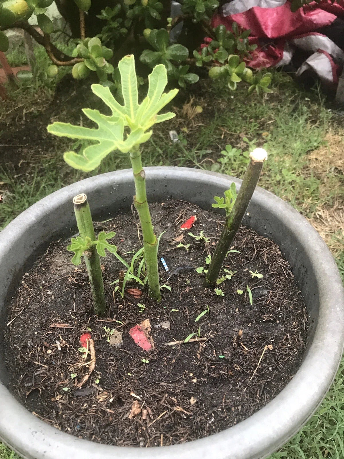 Unrooted Fig Tree Cuttings - 6 Organic Stems for Propagation, Ficus carica, Delicious Sweet Fruit