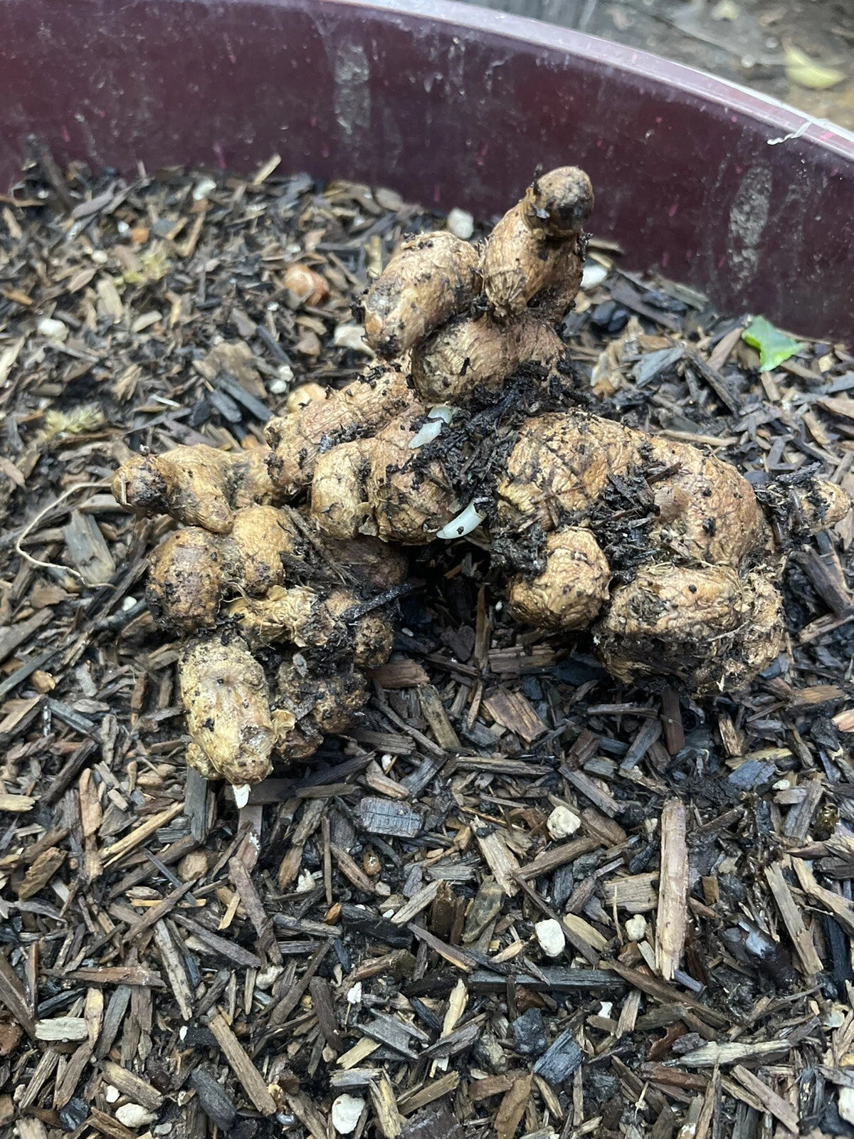 Black Ginger Roots for Planting - 2 Roots (Zingiber zerumbet) - Dark Color, Ideal for Home and Garden Use