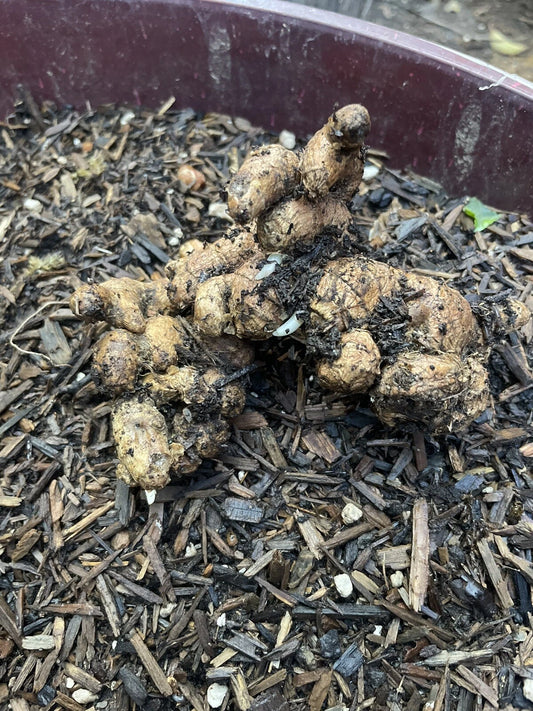 Black Ginger Roots for Planting - 2 Roots (Zingiber zerumbet) - Dark Color, Ideal for Home and Garden Use