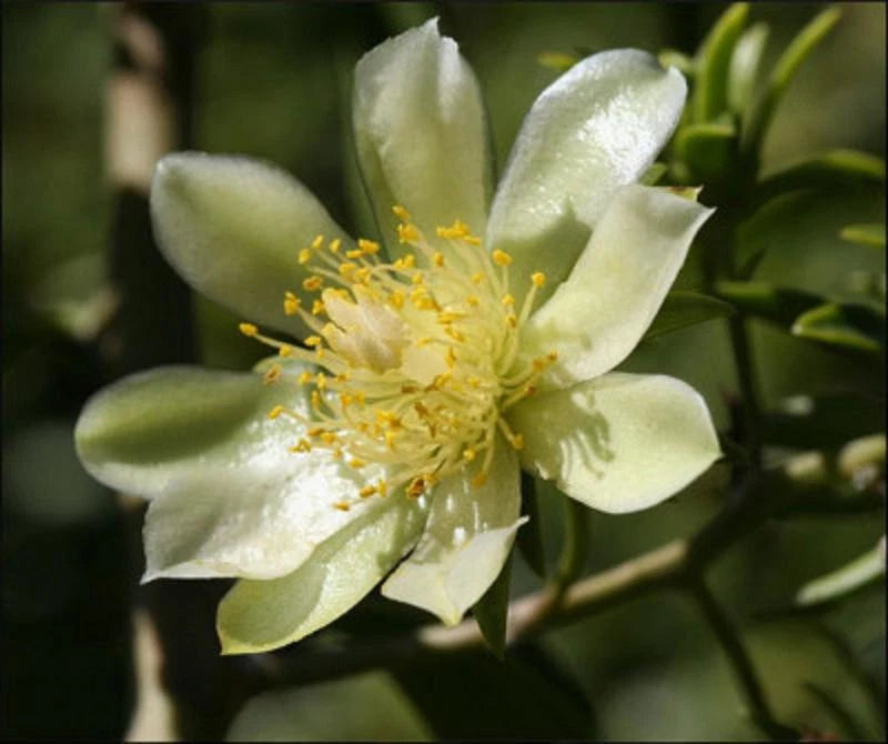 Flowering Cactus Vine Plant 4" Pereskia aculeata Variegated Succulent Cactus with Edible Fruits