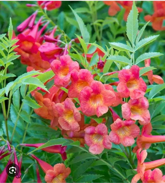 Bells of Fire Tecoma Plant - Small Rooted Starter Plant (Tecoma capensis) - Healthy, Well-Rooted for Home Gardening