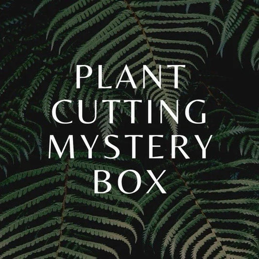Tropical Plant Clipping Mystery Box, 3 Pack, Air Purifying Houseplants, Indoor/Outdoor, Easy Care, Various Cuttings