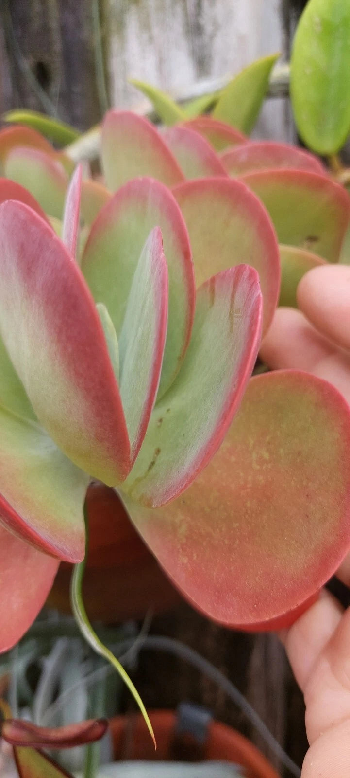 Flapjack Kalanchoe Succulent Live Plant - Pink Paddle Leaves - Kalanchoe luciae - Bare Root